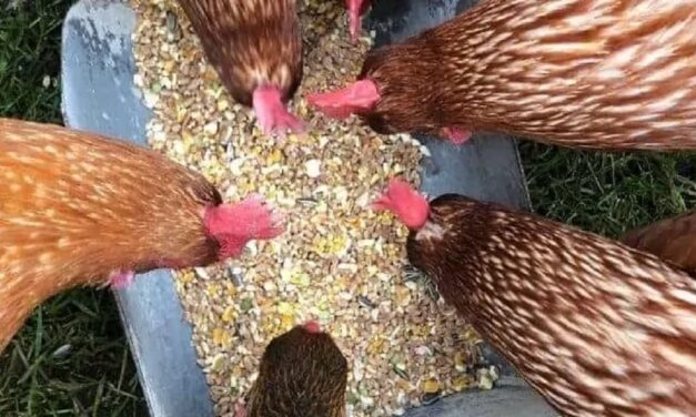 Second phase of PFJ initiative must check over-reliance on cereal importation – Poultry farmers urge govt